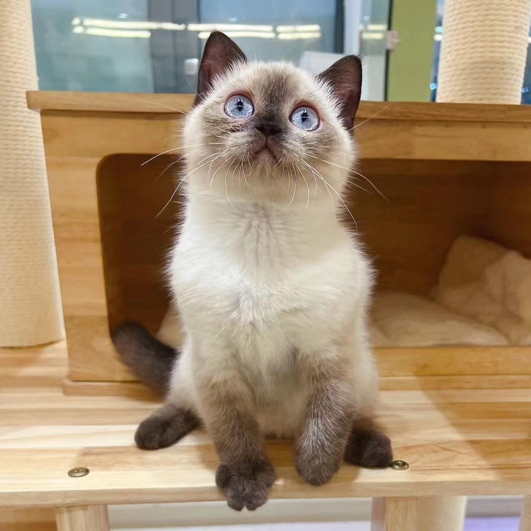海豹重点色英短弟弟猫咪
