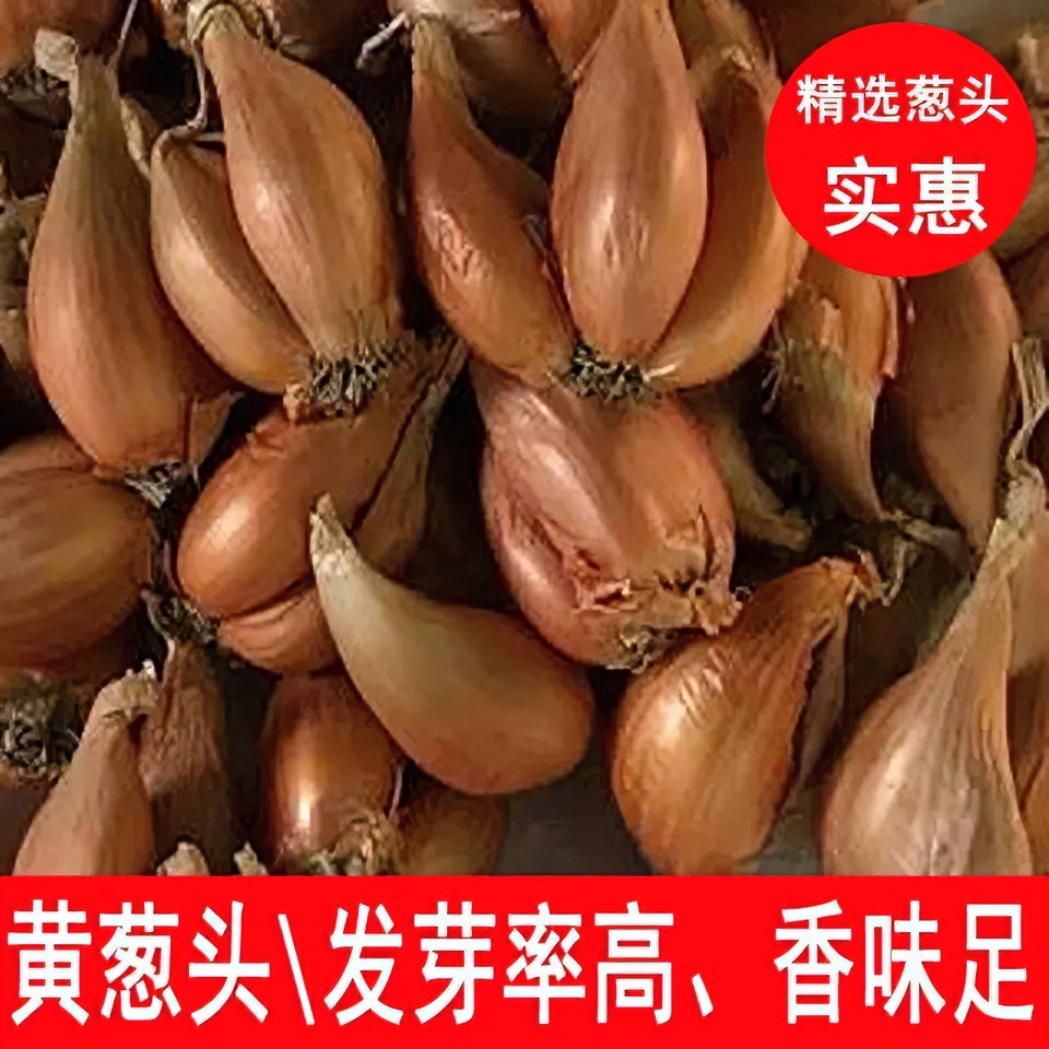 四川黄葱头种子新鲜干小香葱头火葱葱种盆栽蔬菜农家四季种植阳台