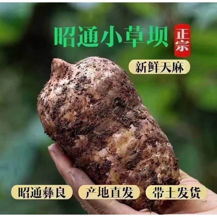 正宗云南昭通小草坝原产地冬麻1/3/5斤发货食用农产品