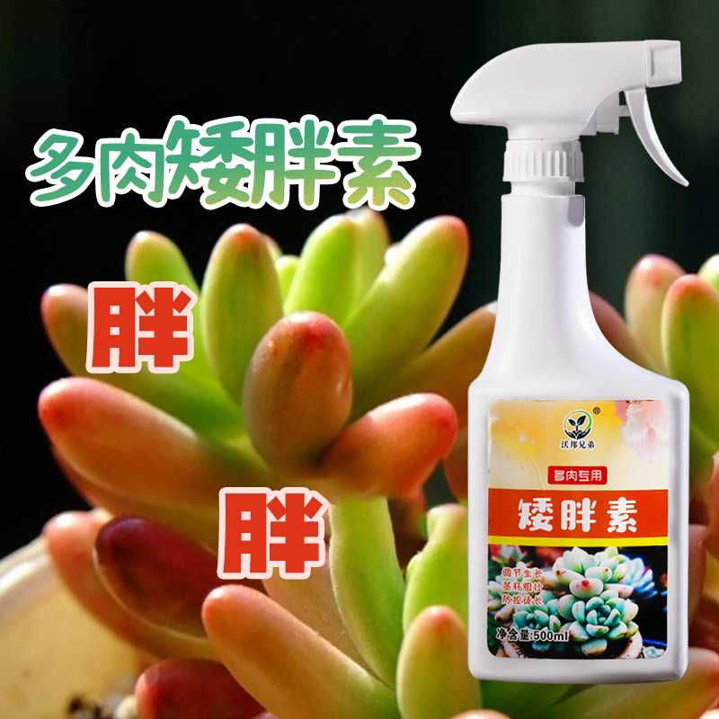 多肉植物增肥矮胖素增色促进生长长效矮壮营养爆芽分裂叶面肥矮胖