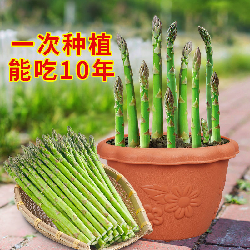 芦笋种子四季播多年生青芦笋种子耐热抗寒四季种子紫芦笋种子阳台