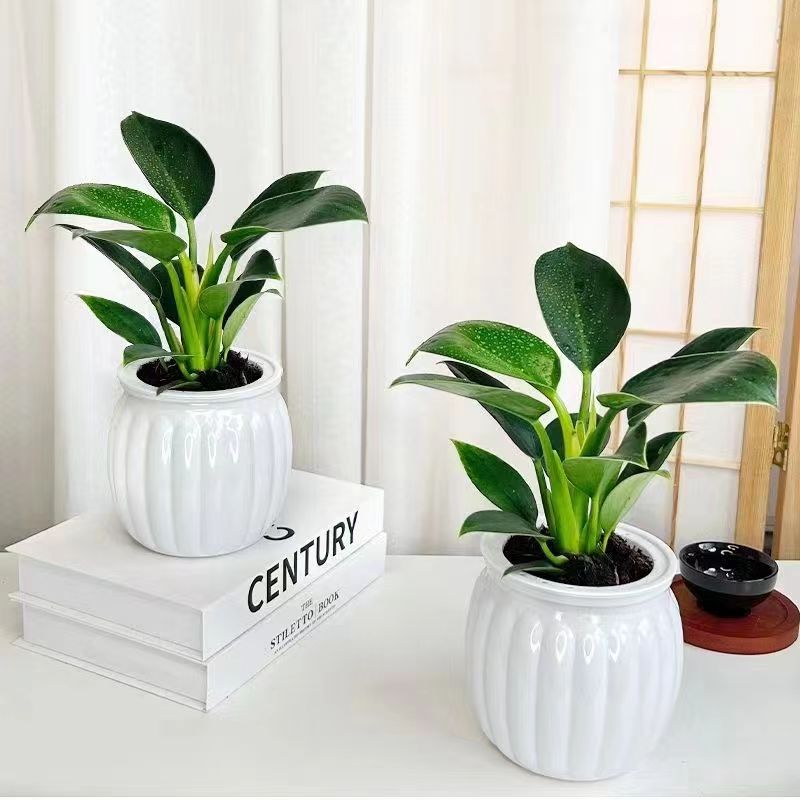 两盆绿公主盆栽金钻办公室内好养常青吸甲醛桌面绿植土培塑料盆