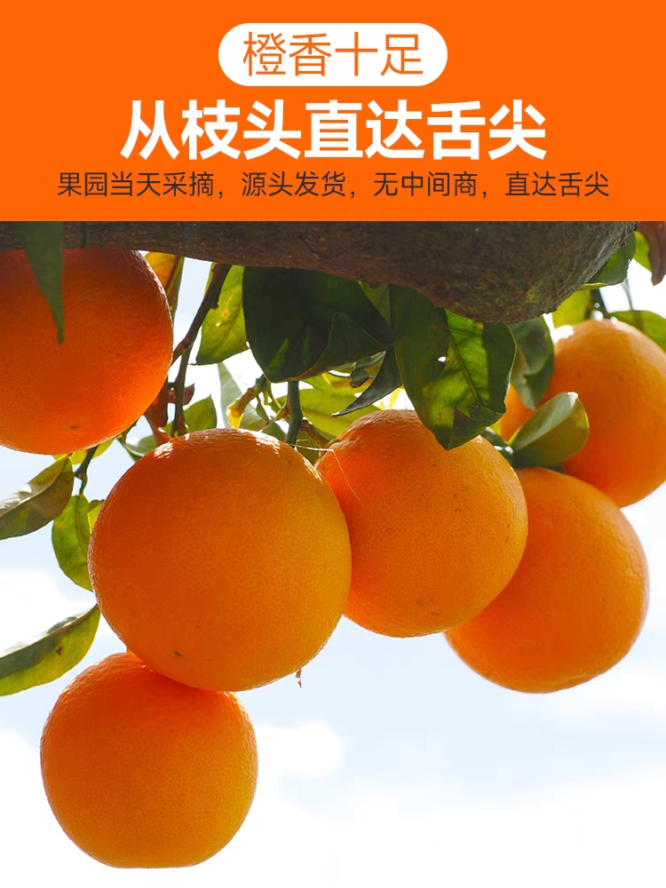 赣南脐橙正宗原产地果园自然熟新鲜采摘薄皮多汁酸甜爽口应季水果