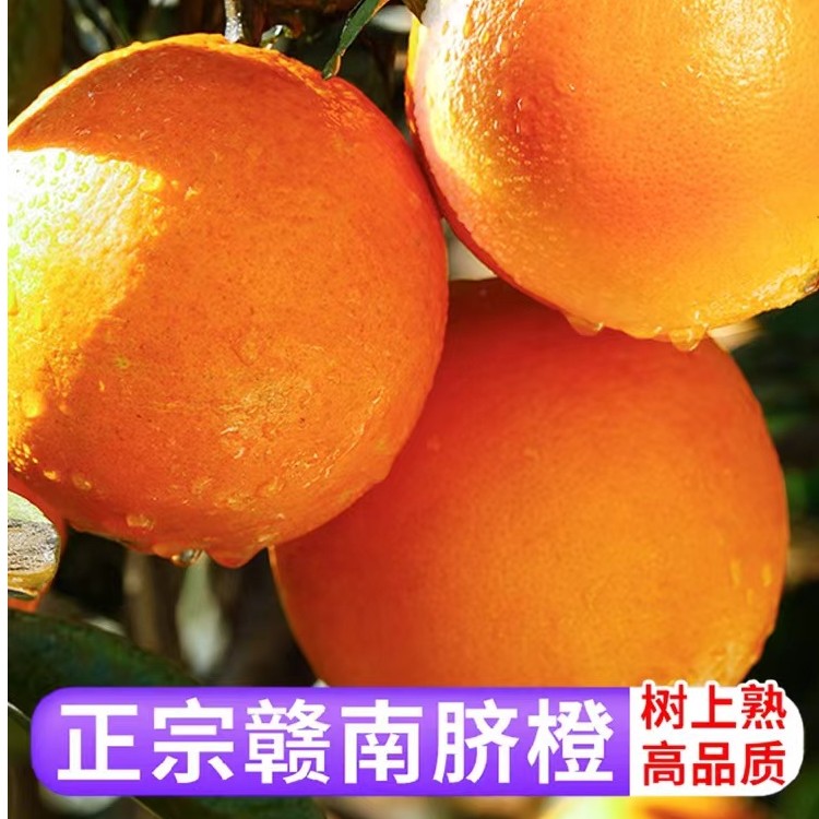 赣南脐橙农家果园新鲜采摘自然成熟橙子香甜细腻脆嫩爽口应季水果