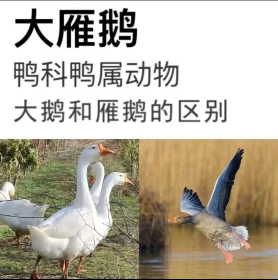 L79.9买一送一整只大雁鹅农家散养新鲜干净大雁鹅冷冻发货包邮
