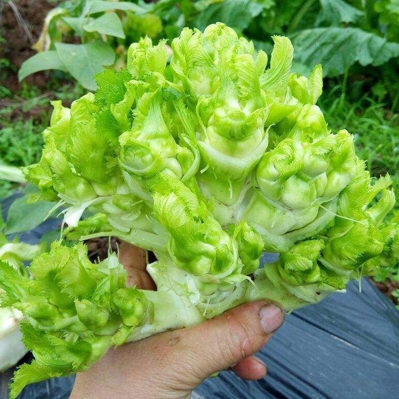 儿菜种子四川特产四季播娃娃菜抱子芥菜秋季蔬菜种子早熟种庭院