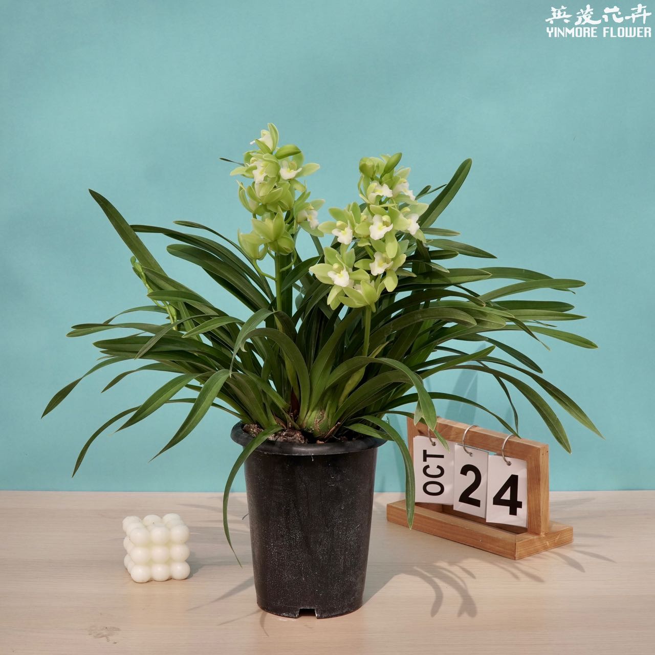 英茂大花蕙兰【青玉】兰花带花苞基地开花施肥生长颜值精品家居