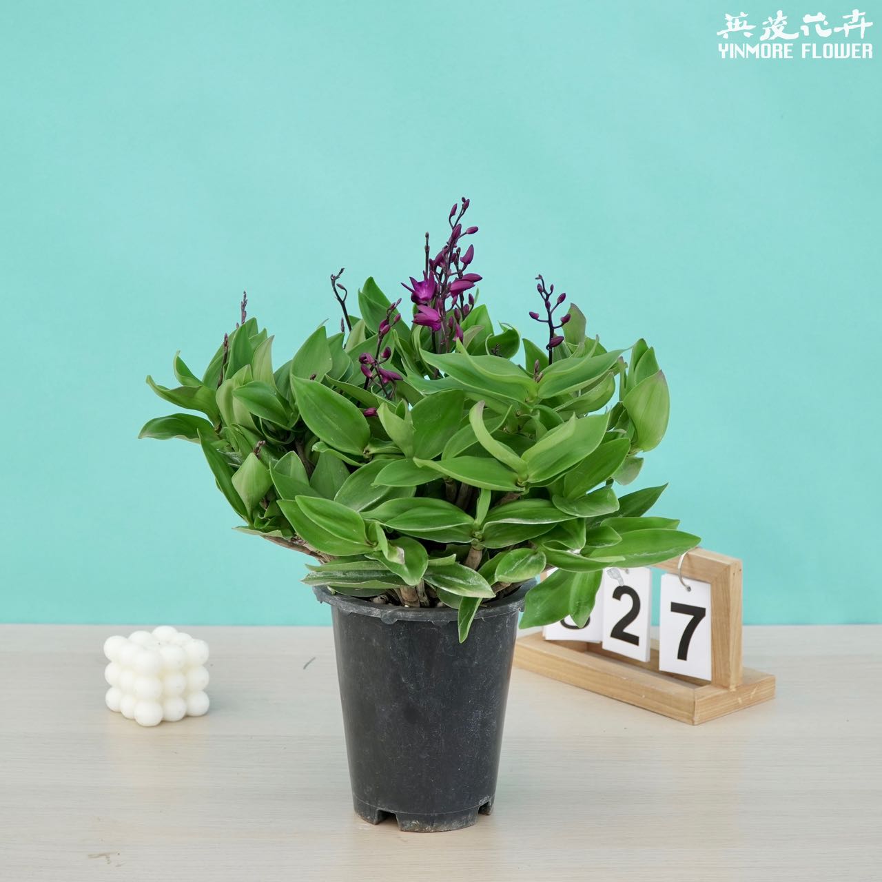 【英茂】EC澳洲石斛｜清雅脱俗花多色艳春季美观