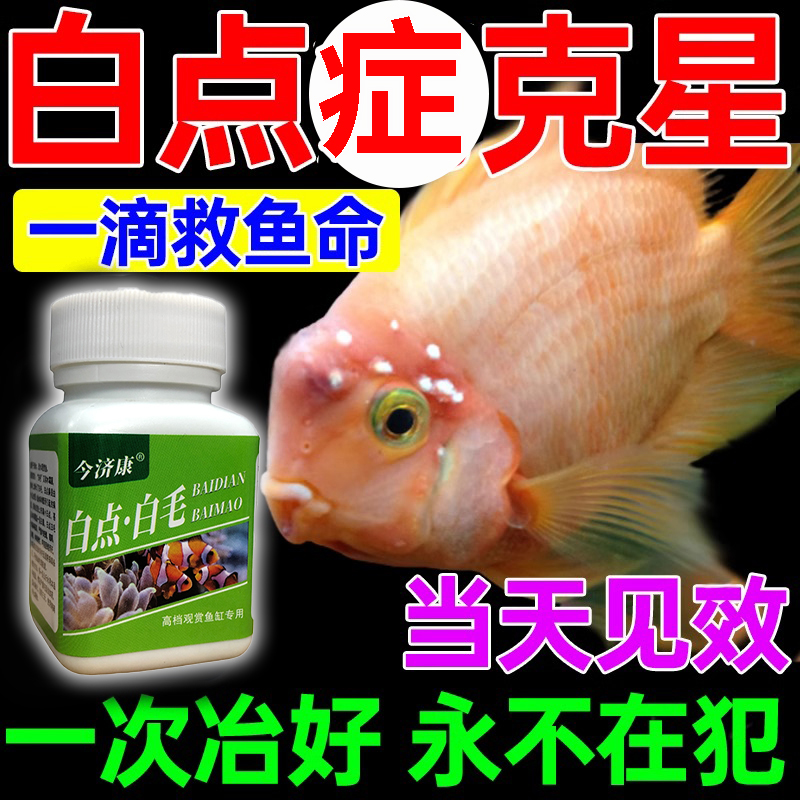 鱼白点白毛粉白点净锦鲤金鱼白毛烂尾专用粉