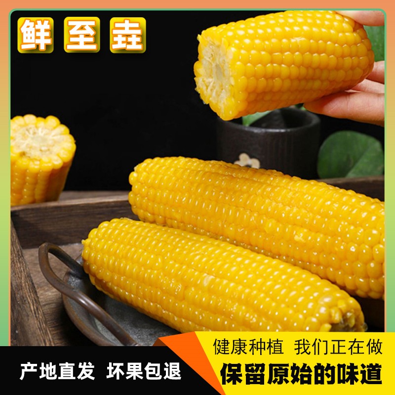 【东北黄香糯玉米】新鲜甜糯粘代餐粗粮蒸煮真空10支单支230g