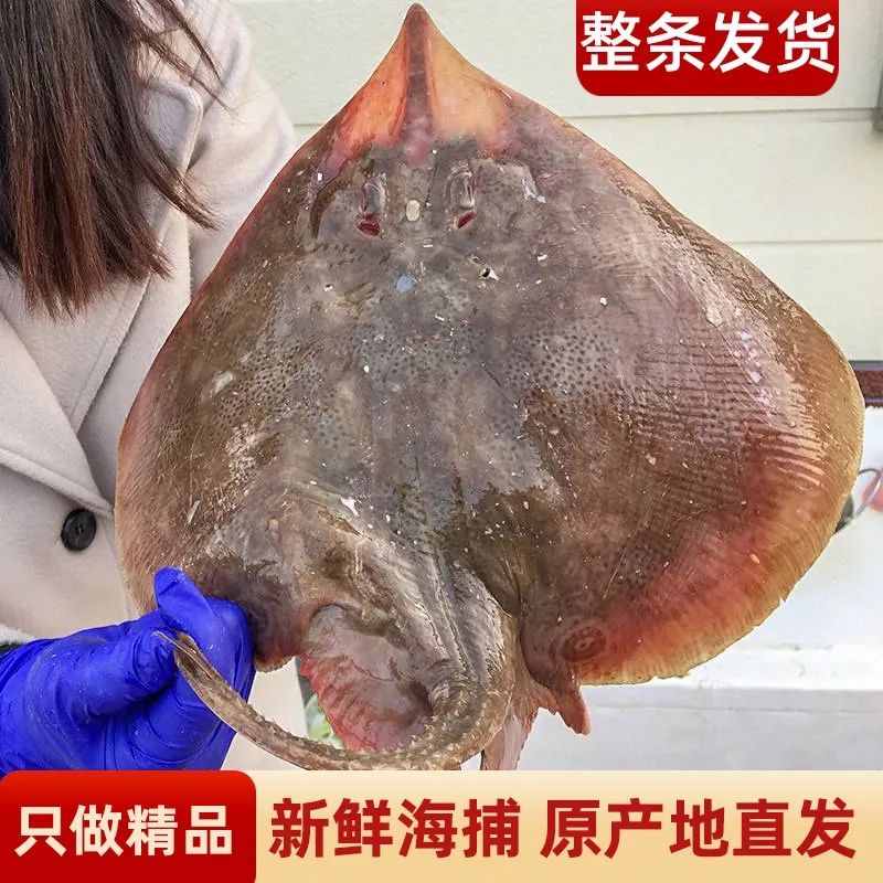 整条老板鱼魔鬼鱼新鲜鲜活冷冻海鲜鲽鱼老子鱼瑶鱼劳板鱼野生1斤