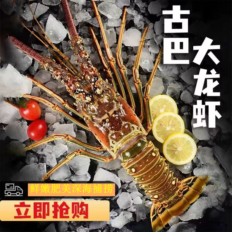 活冻古巴龙虾500-600g/只装