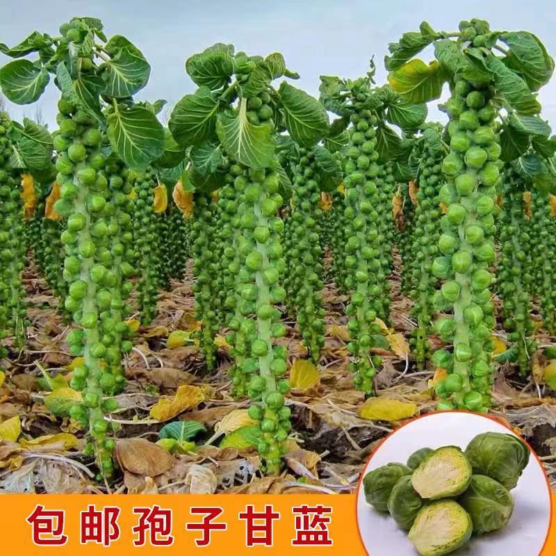 抱子甘蓝孢子甘蓝种子苗蔬菜种籽紫子持小包菜卷心菜包心菜孑菜种