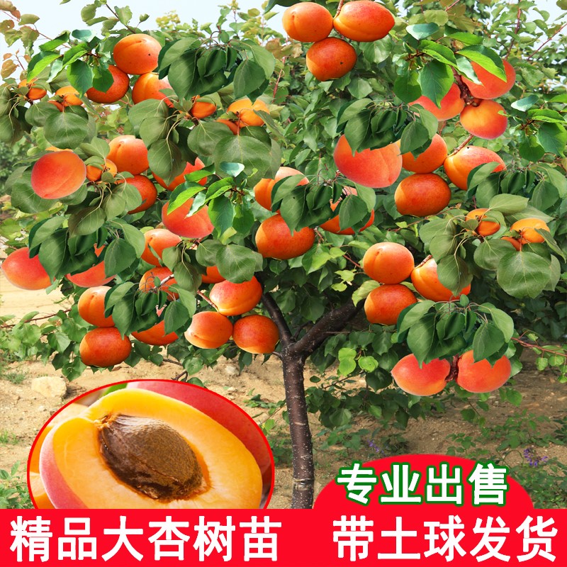 【精选巨蜜王杏子果树苗】基地新培育杏子树 ，庭院阳台均可种植！