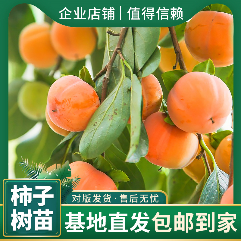 【新品种】基地新培育冰糖脆甜柿子树 ，庭院阳台均可种植!!