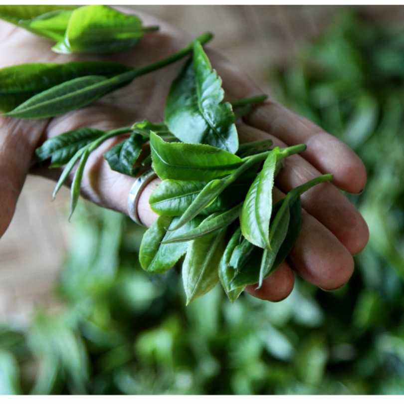 2022黄草林·古树春茶  普洱茶生茶100g散茶
