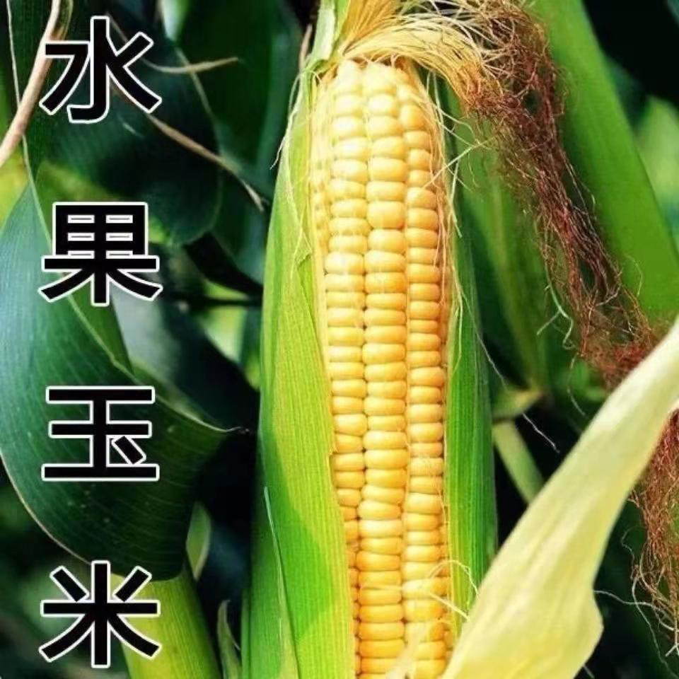 白甜加糯玉米种子甜软糯白玉米种籽高产量耐热抗病早熟粮食庭院