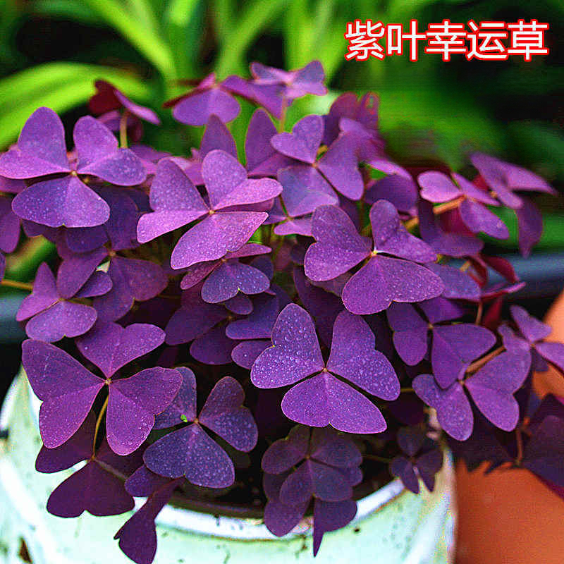 【四季开花】紫叶酢浆草种子盆栽花卉室内室外庭院植物花好养