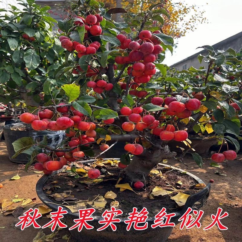 冬红果海棠 贵人果海棠 盆景鸡心果沙果观花赏果盆栽四季海棠盆栽