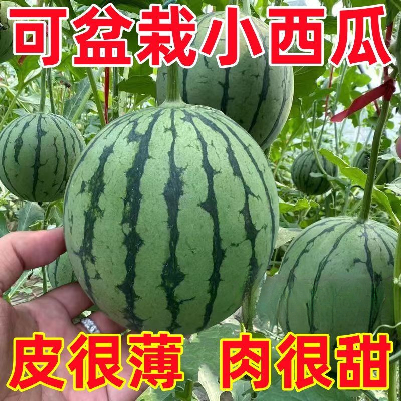 甜麒麟蜜罐薄皮小西瓜种无籽小西瓜四季种植阳台庭院盆栽水果种