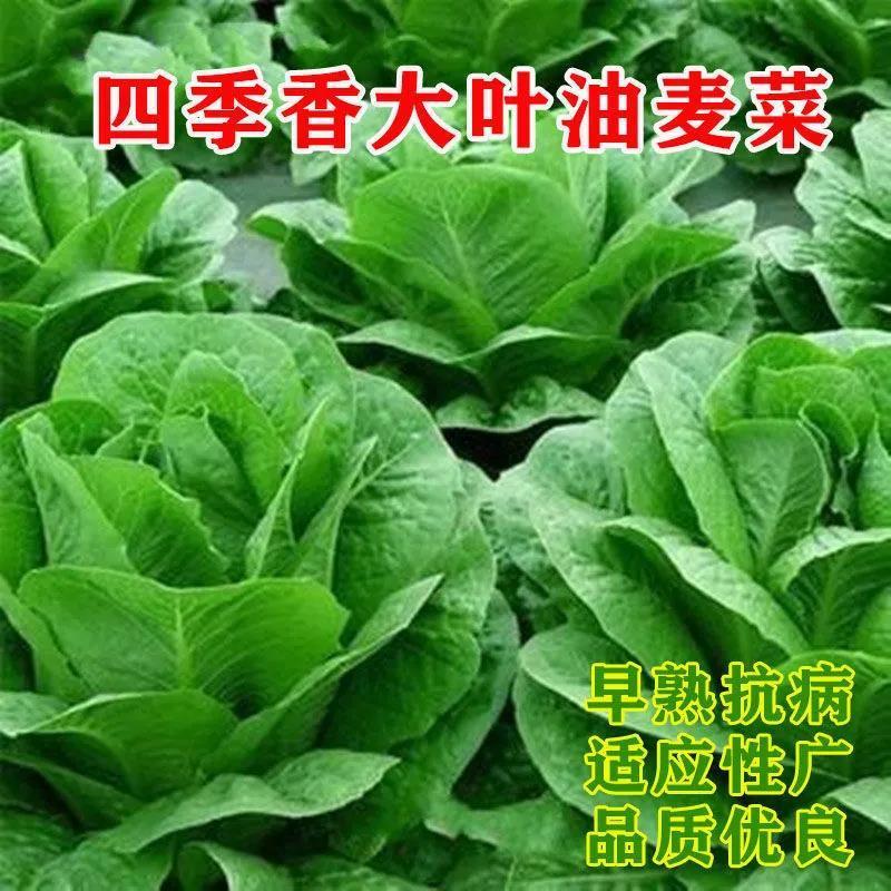 香甜大叶油麦菜早熟抗病全国适种四季播改良圆叶油麦菜庭院