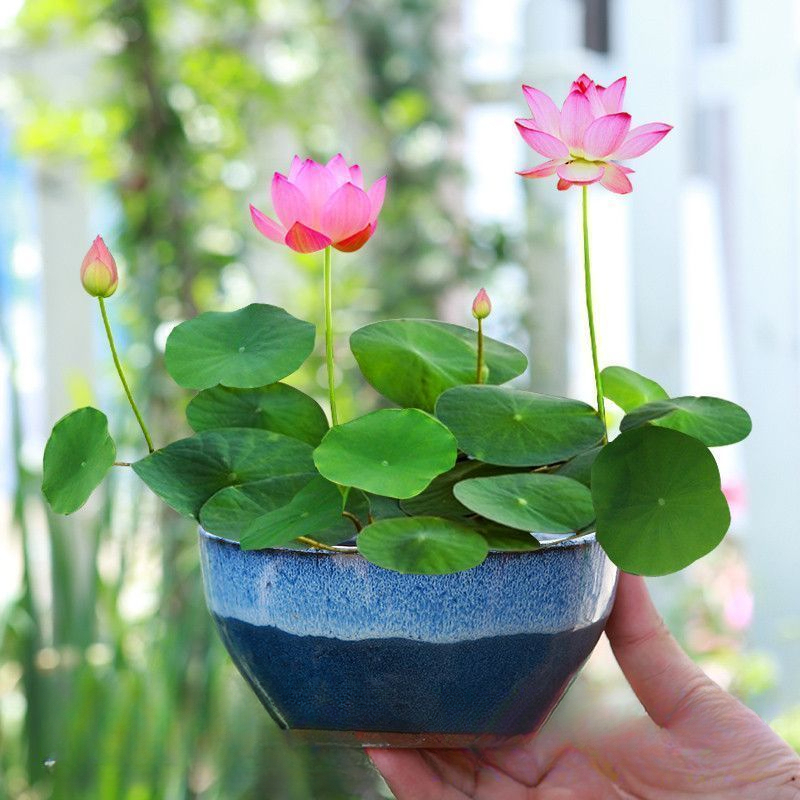 碗莲种子水培植物花卉室内水养莲花好养荷花睡莲盆栽