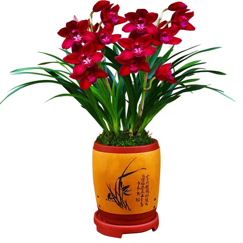 大花蕙兰-香兰  兰花 大花国兰绿色客厅（浓香型 春节前后花期）