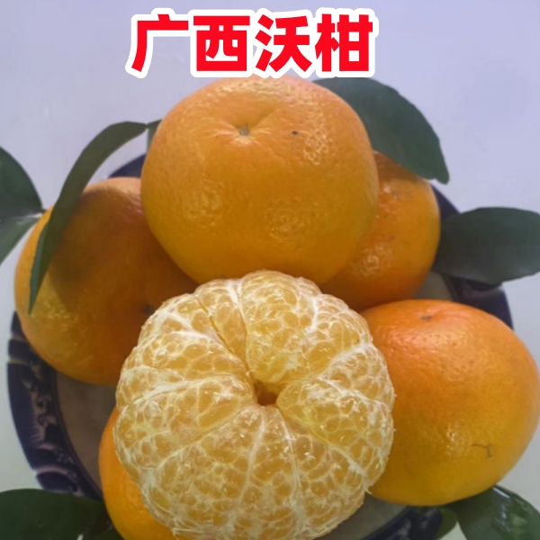 （沃柑）广西正宗武鸣沃柑贡柑橘子皮薄纯甜现摘现发3/5/8/10斤坏赔