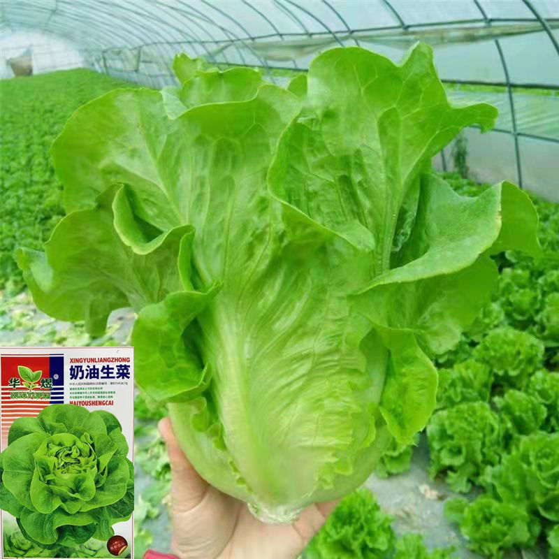 生菜种籽四季播种奶油生菜玻璃生菜阳台庭院盆栽种植秋冬蔬菜种子