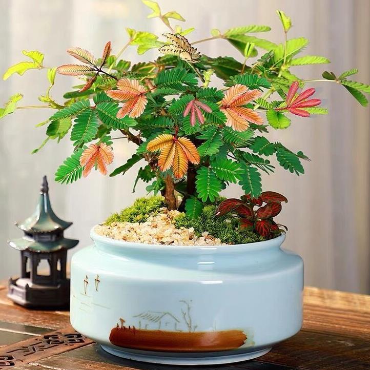 四季播种彩叶含羞草花种子四季活奇趣植物害羞草室内外阳台盆栽