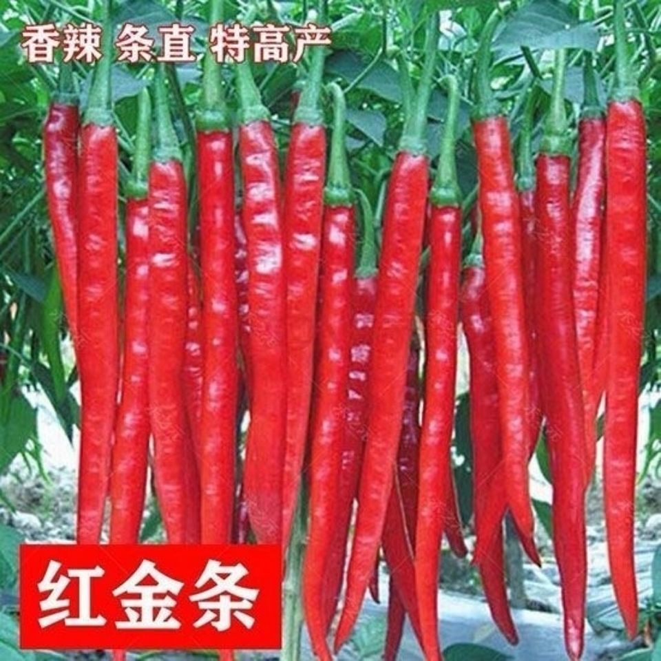 8819线椒种子红辣椒种子高产早熟四季播干椒顺直干鲜两用