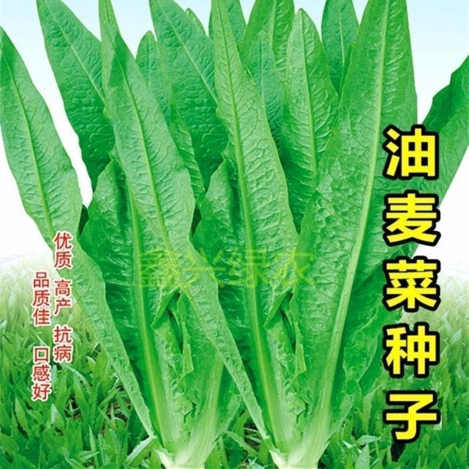 油麦种子四季无班香油麦菜种籽油香麦香油唛蔬菜种子阳台盆庭院