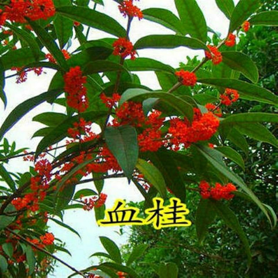 桂花种子金桂沉香八月桂花树种子桂花种籽四季盆栽阳台花卉种籽