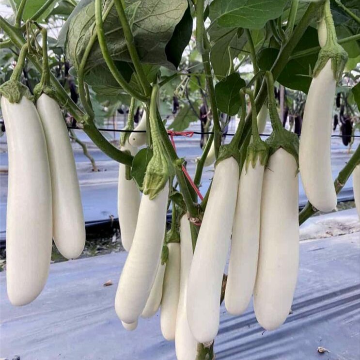 南方公主白茄子白长茄种子四季蔬菜