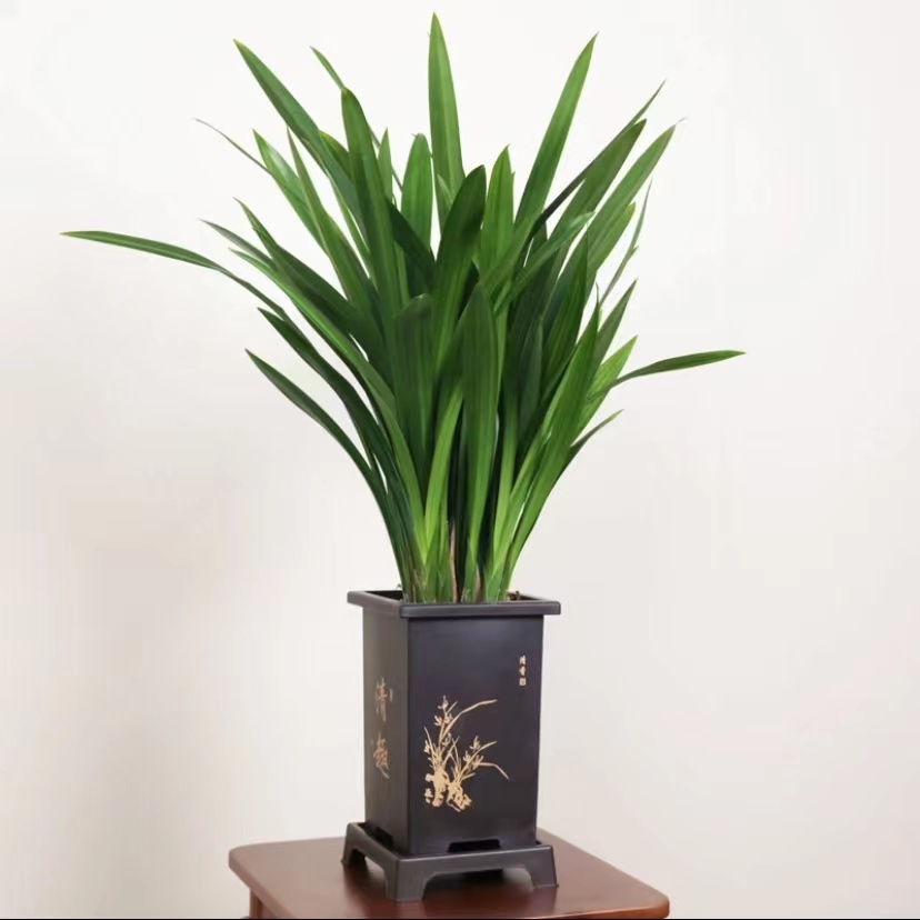 墨兰盆栽兰花企黑植物浓香四季建兰年宵花卉室内四季好养耐寒植物