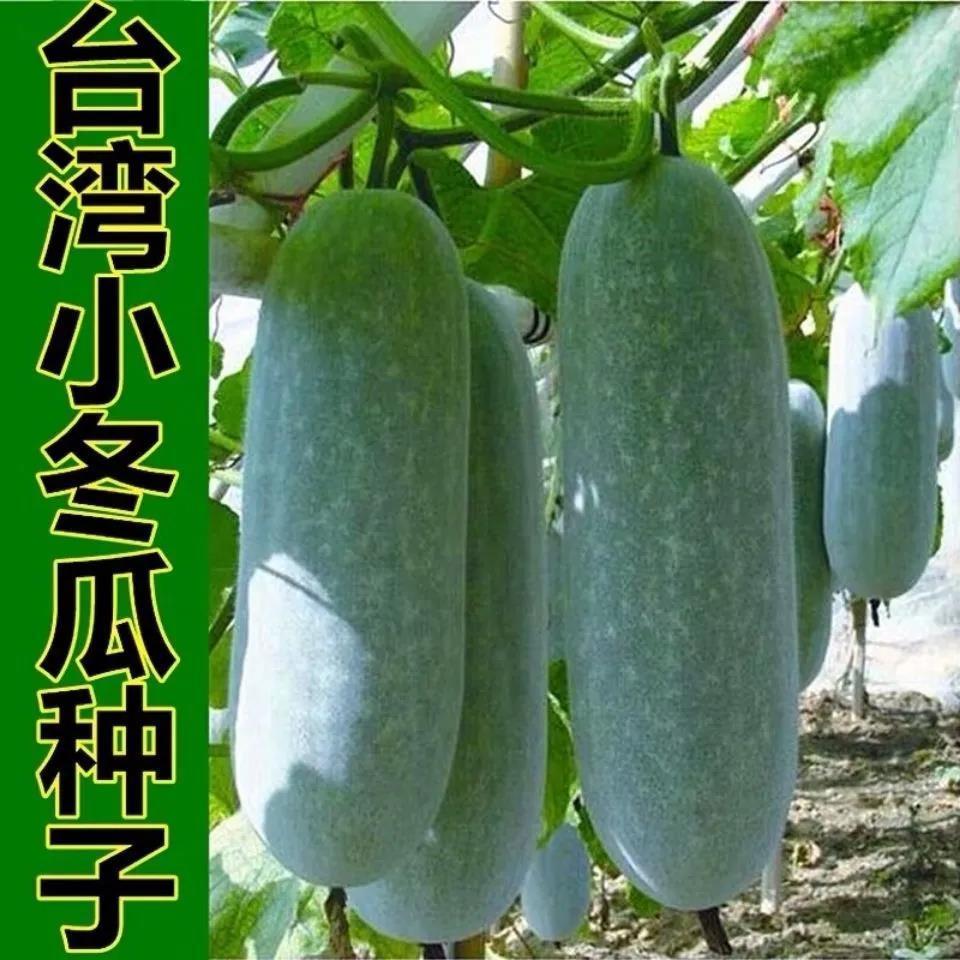 冬瓜种子毛节瓜小冬瓜四季蔬菜阳台种子早熟小冬瓜种子盆栽高产