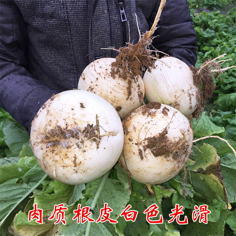 春不老圆白萝卜的种子甜脆四川一年四季秋季萝卜籽蔬菜种子浇水