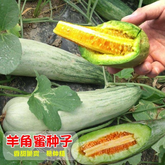 羊角蜜甜瓜种子甜香瓜种籽羊角蜜瓜子酥脆蔬菜春夏四季播甜瓜苗