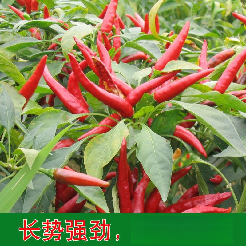 【朝天椒种子】小米辣种籽早熟四季阳台盆栽庭院大棚蔬菜种子