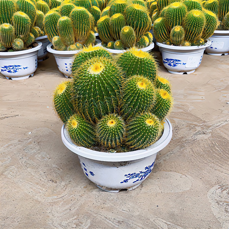 网红仙人球金冠群生植物仙人掌盆栽沙漠植物电脑辐射仙人球景观