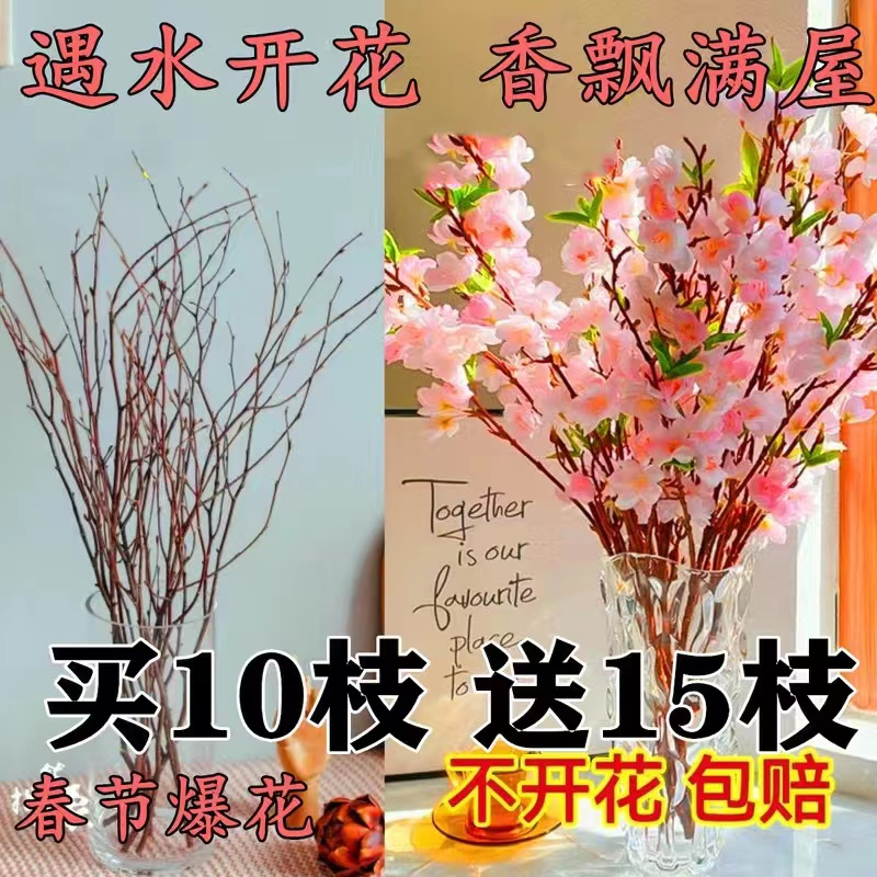 带花水培桃花枝树干枝水养绿植物春日珍珠李鲜花室内花卉盆栽赏花