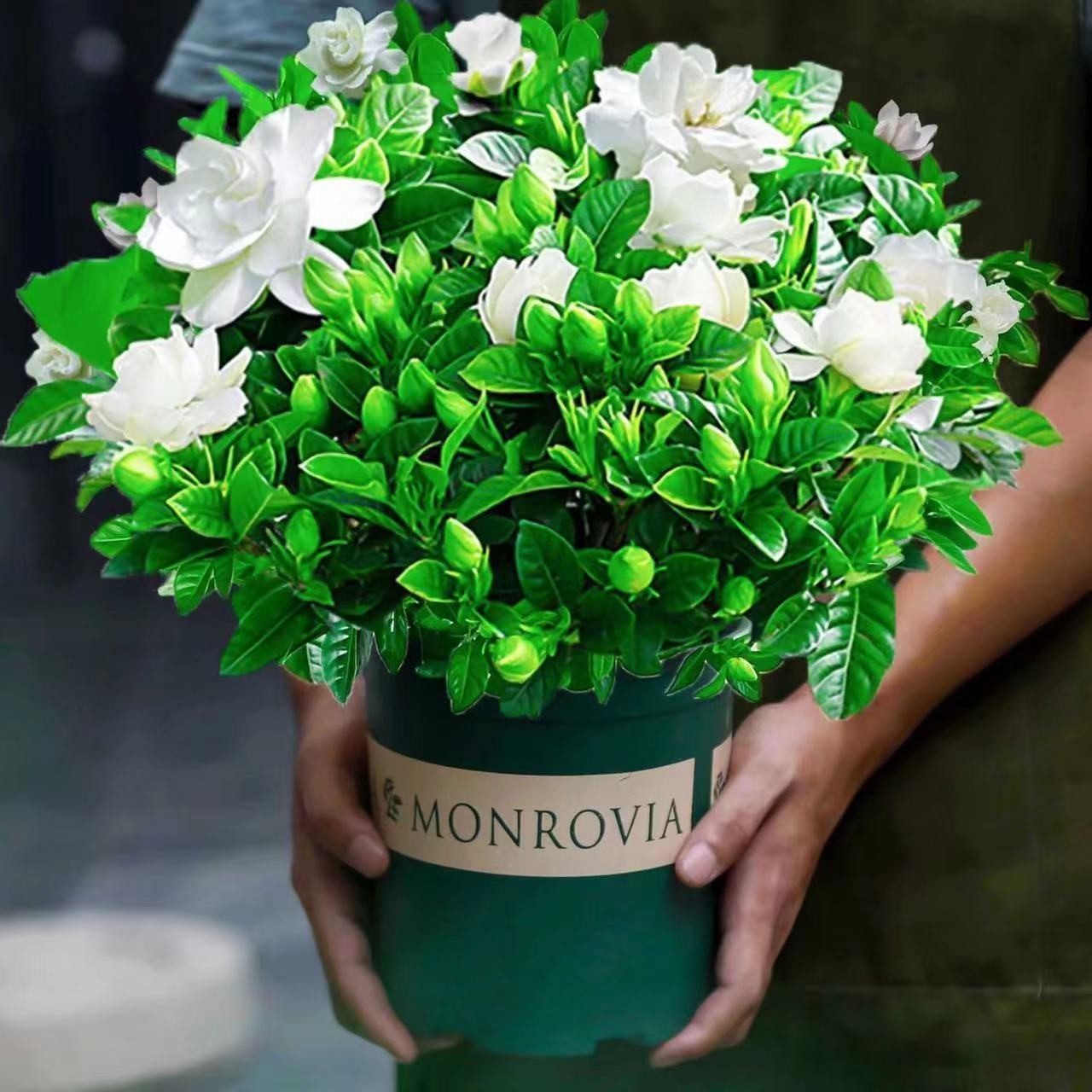 栀子花盆栽带花苞室内浓香型花卉绿植四季好养桌面净化空气吸甲醛