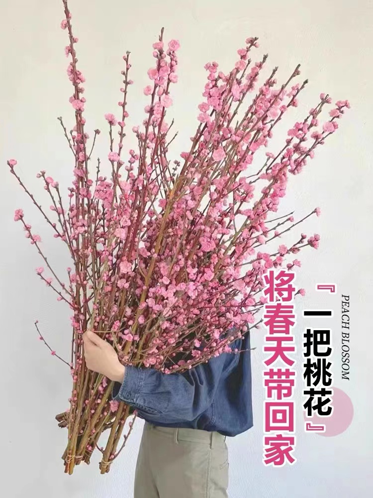 新鲜桃树枝干枝泡遇水开花桃花枝室内客厅水插花雪柳水培植物懒人