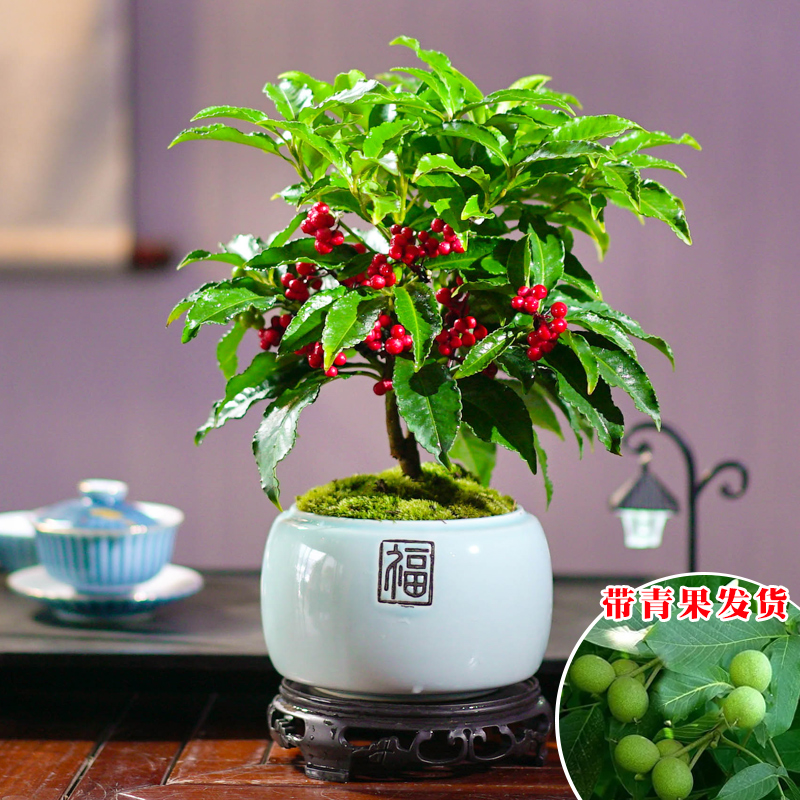 【带青果发货】富贵籽盆栽花卉绿植耐阴室内绿植盆栽花卉净化空气