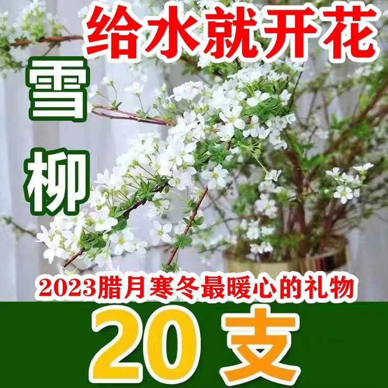 网红款鲜枝雪柳泡水开花水培冬季耐寒花卉干枝遇水家具绿植室内