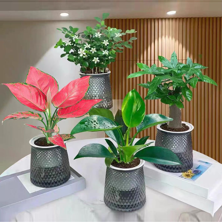 【买三送一】水培绿植四件套室内净化空气发财树吉利红金钻九里香