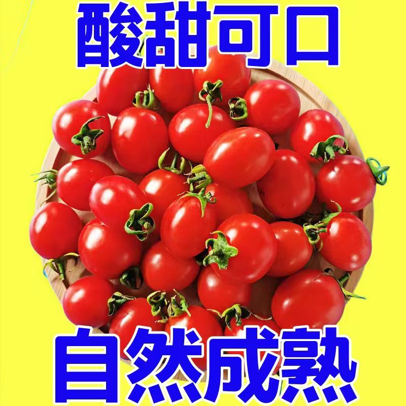 熟果广西露天种植圣女果5斤自然熟好吃多汁小番茄