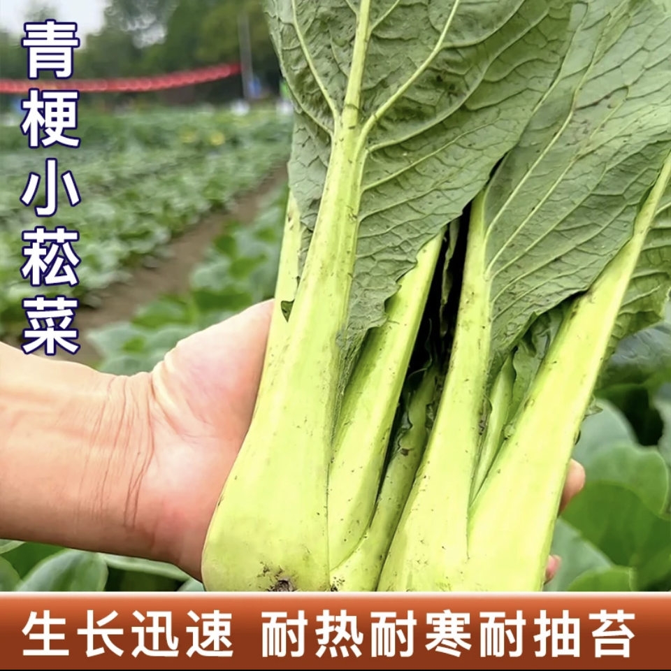 耐热速生青梗小白菜种子四季阳台盆栽种植高产易种植农家蔬菜孑