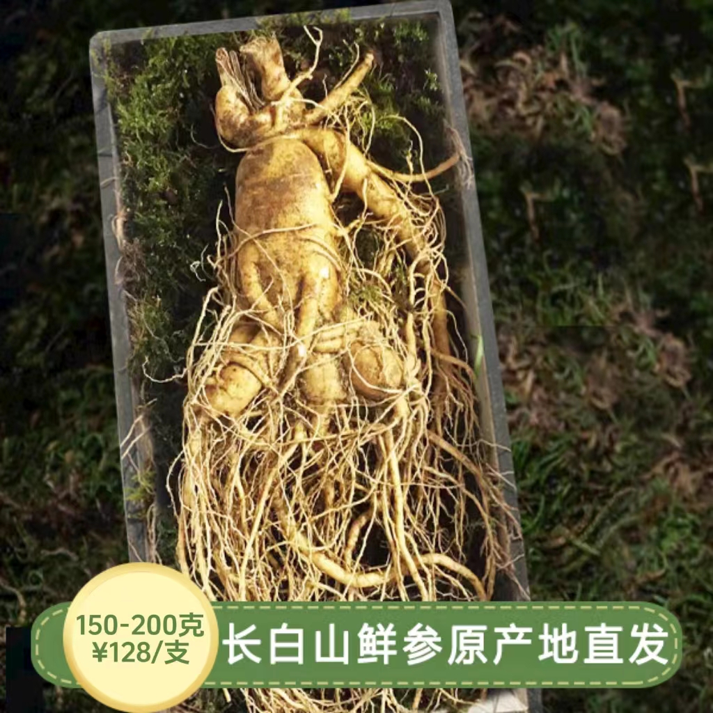 【鲜参溯源-豪华款】150-200g正宗长白山鲜参，滋补泡酒推荐