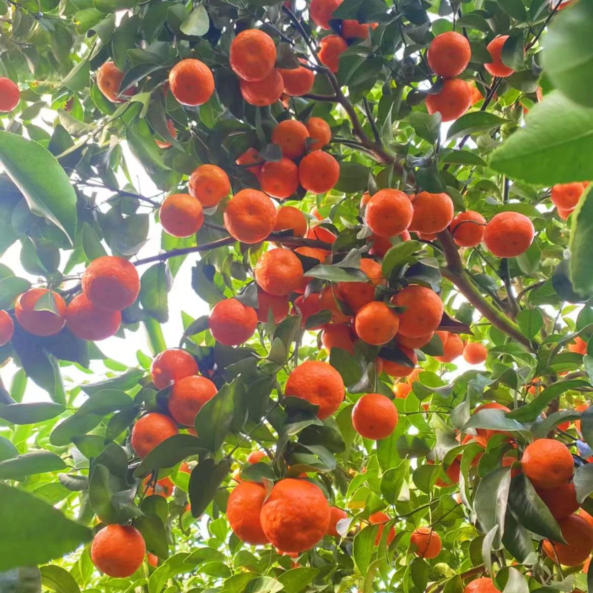 无核砂糖橘树苗原土原盆发南北方种植